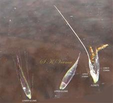  Parts of sessile spikelet